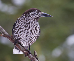 Шаазгай (Бидэрт самарчшаазгай)